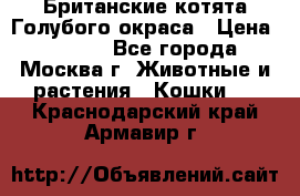 Британские котята Голубого окраса › Цена ­ 8 000 - Все города, Москва г. Животные и растения » Кошки   . Краснодарский край,Армавир г.